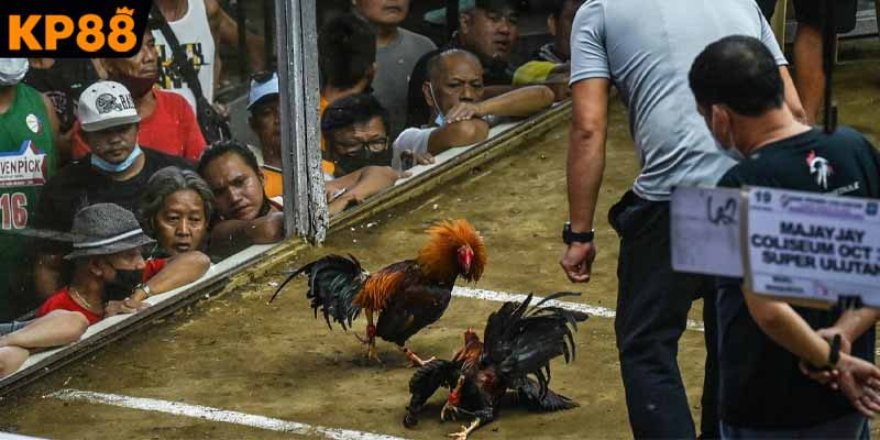 Ưu thế vượt trội của hình thức giải trí kê chiến