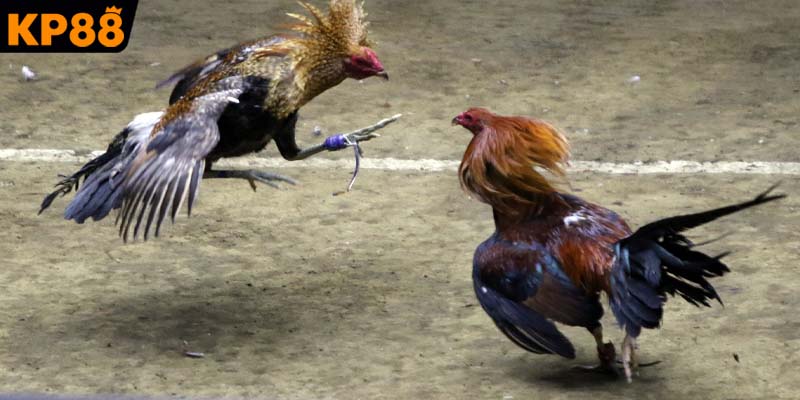 Quan sát kỹ lưỡng thần thái của các chiến binh